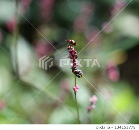 ピンクの花にとまる虫 ピンクの花にとまる虫 134153779