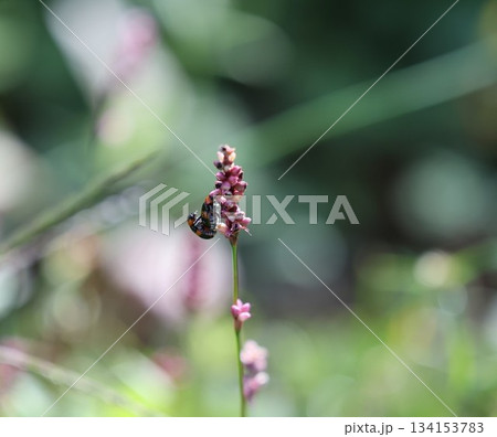 昆虫の交尾 134153783