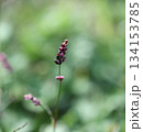 昆虫の交尾 134153785