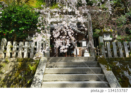 京都　大豊神社　 美しい桜（京都府京都市左京区） 134153787