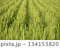 稲作 134153820