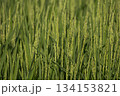稲作 134153821