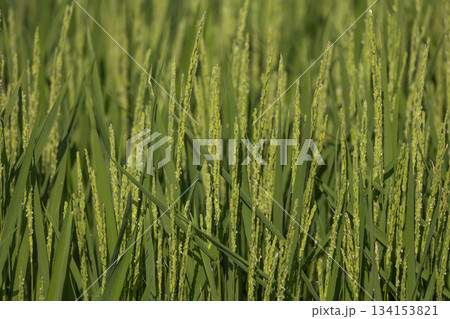 稲作 134153821