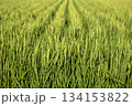 稲作 134153822