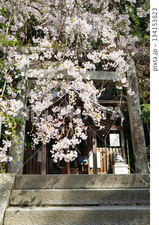 京都 大豊神社 美しい桜(京都府京都市左京区) 京都 大豊神社 美しい桜(京都府京都市左京区) 134153823