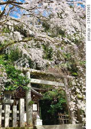 京都 大豊神社 美しい桜(京都府京都市左京区) 京都 大豊神社 美しい桜(京都府京都市左京区) 134153965