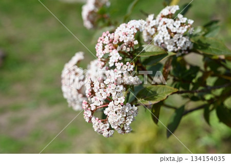 ビバーナム・ティヌス(スイカズラ科)常緑低木 ビバーナム・ティヌス(スイカズラ科)常緑低木 134154035