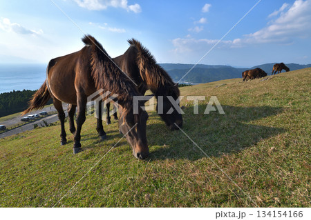 宮崎県串間市　都井岬の御崎馬 134154166