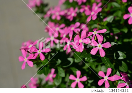 ニチニチソウ(キョウチクトウ科)一年草 ニチニチソウ(キョウチクトウ科)一年草 134154331