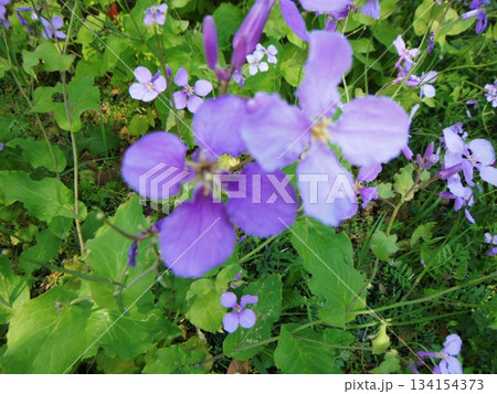 紫色の花を咲かすオオアラセイトウ 紫色の花を咲かすオオアラセイトウ 134154373