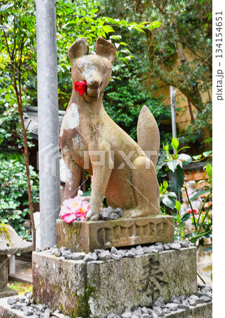京都 大豊神社 狛きつねと美しい椿(京都府京都市左京区) 京都 大豊神社 狛きつねと美しい椿(京都府京都市左京区) 134154651