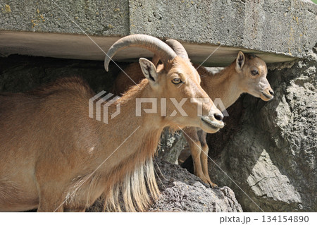 バーバリーシープ 134154890