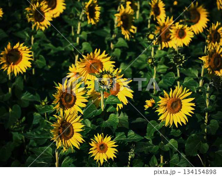ひまわり畑 134154898
