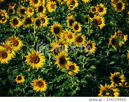 ひまわり畑 134154910