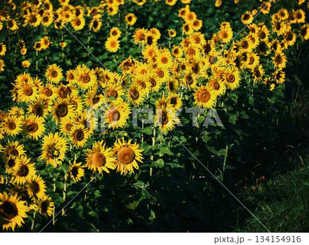 ひまわり畑 134154916