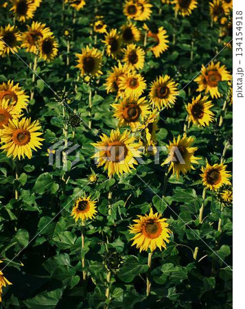 ひまわり畑 134154918