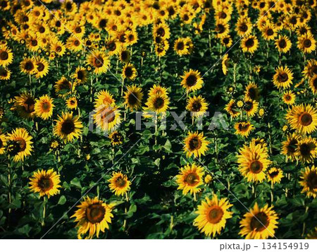 ひまわり畑 134154919