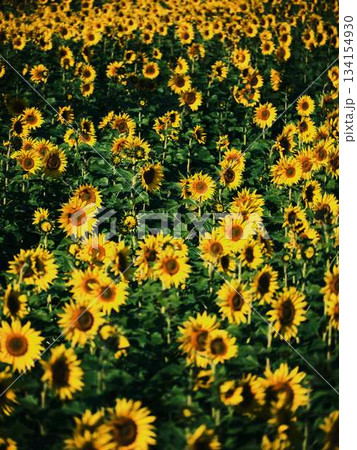 ひまわり畑 134154930