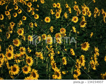 ひまわり畑 ひまわり畑 134154937