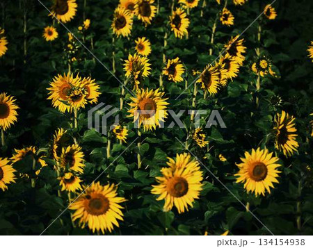 ひまわり畑 134154938