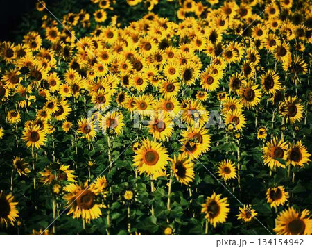 ひまわり畑 ひまわり畑 134154942