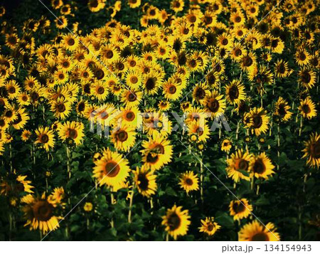 ひまわり畑 134154943