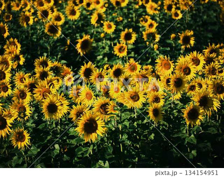 ひまわり畑 134154951