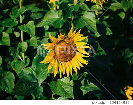 ひまわり畑 134154953