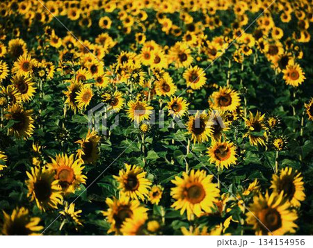 ひまわり畑 134154956