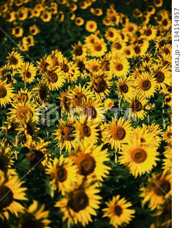 ひまわり畑 134154957