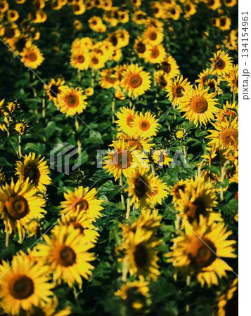 ひまわり畑 134154961