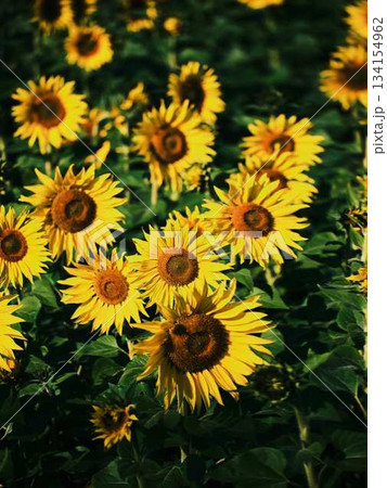 ひまわり畑 134154962