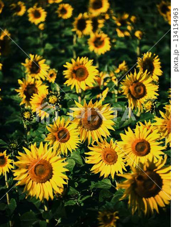 ひまわり畑 134154963