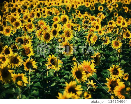 ひまわり畑 134154964