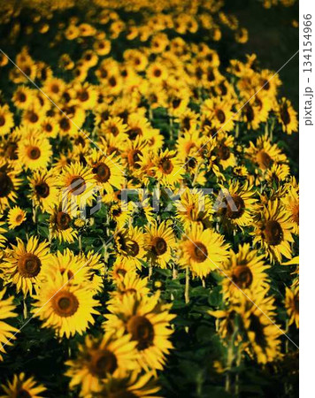 ひまわり畑 134154966