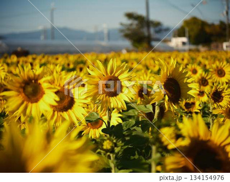 ひまわり畑 134154976