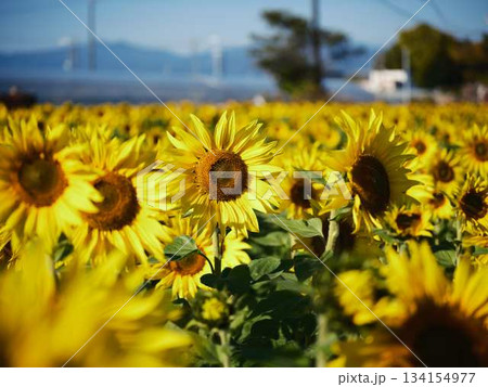 ひまわり畑 134154977