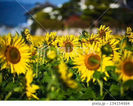 ひまわり畑 134154984