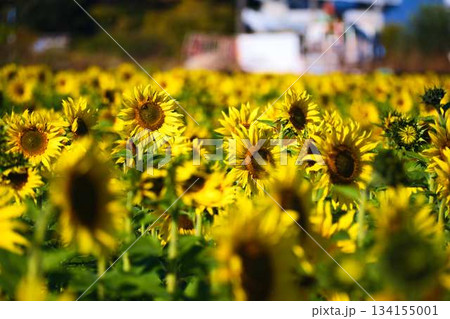 ひまわり畑 134155001