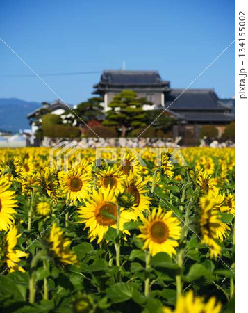 ひまわり畑 134155002