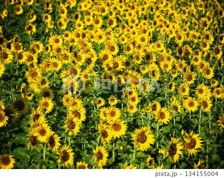 ひまわり畑 134155004