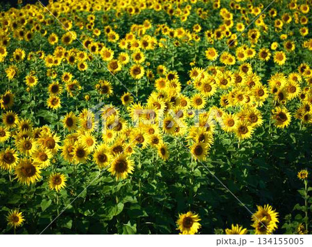 ひまわり畑 134155005