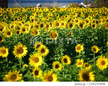 ひまわり畑 ひまわり畑 134155006