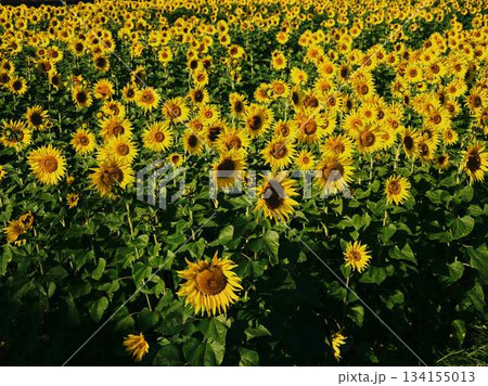 ひまわり畑 134155013