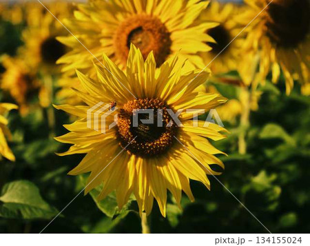 ひまわり畑 134155024
