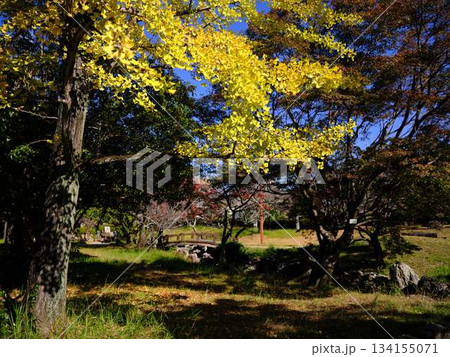 イチョウ 134155071