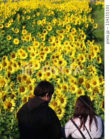ひまわり畑でデートをするカップル 134155101