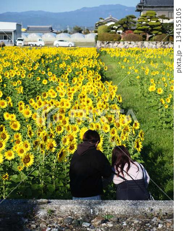 ひまわり畑でデートをするカップル 134155105
