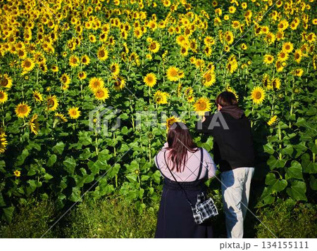 ひまわり畑でデートをするカップル 134155111