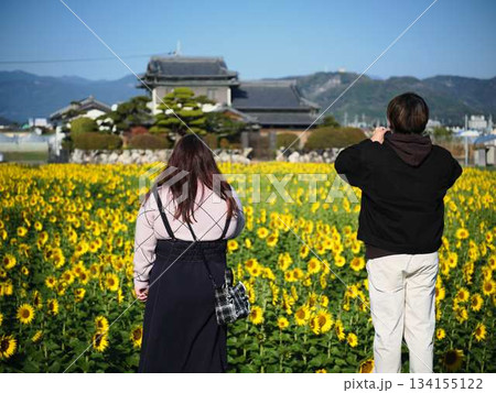 ひまわり畑でデートをするカップル ひまわり畑でデートをするカップル 134155122